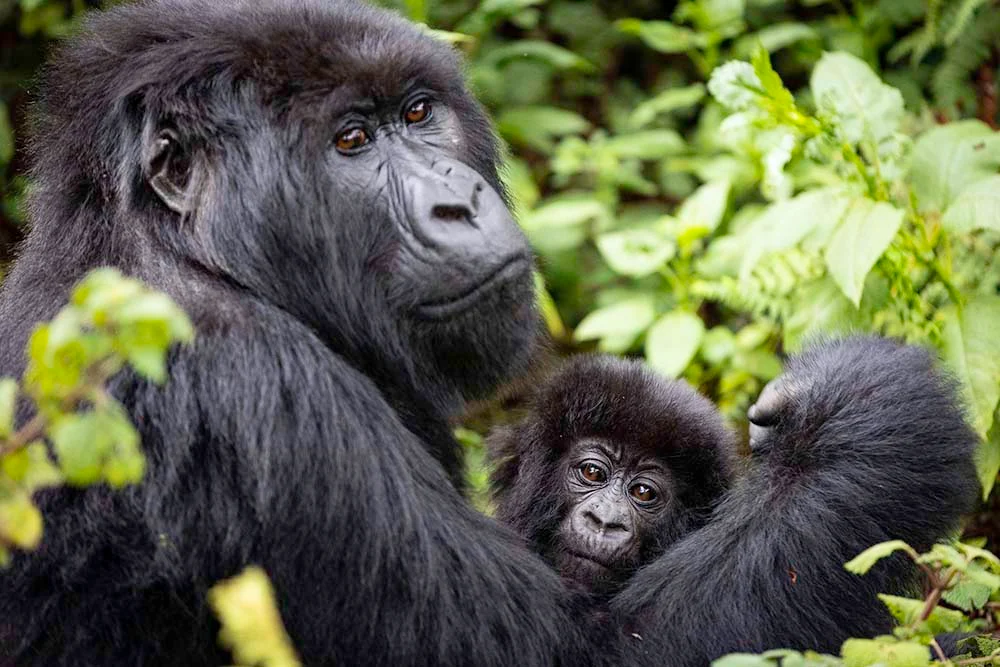 Which Country Has More Gorilla Families Available for Trekking?