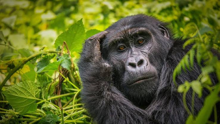 Which Country Has More Gorilla Families Available for Trekking in Africa Today