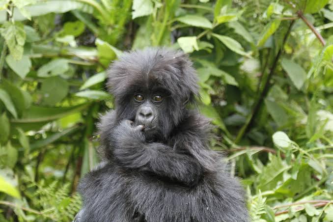 Which Country Is Better for Gorilla Trekking: Rwanda vs. Congo?
