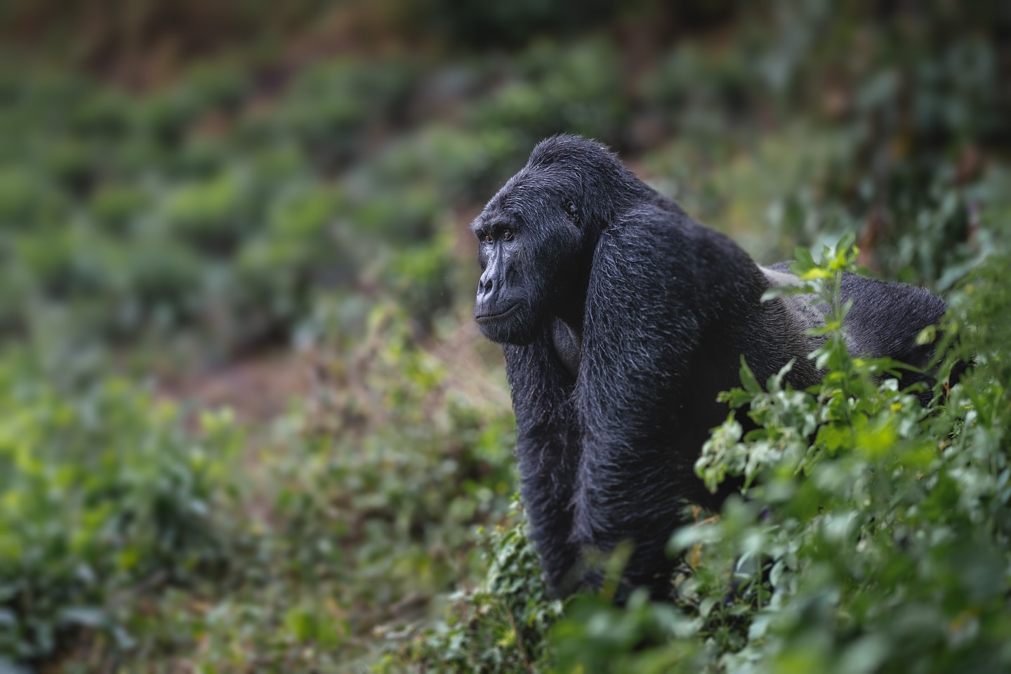 Which Country Offers the Best Gorilla Habituation Experience for Close Wildlife Encounters