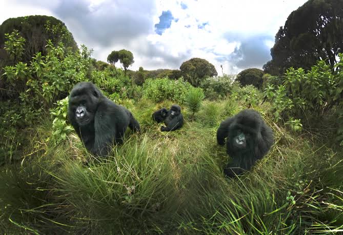 Which Country Offers the Best Gorilla Habituation Experience?