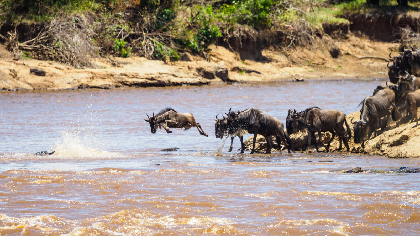 5-Day Maasai Mara Great Migration Safari