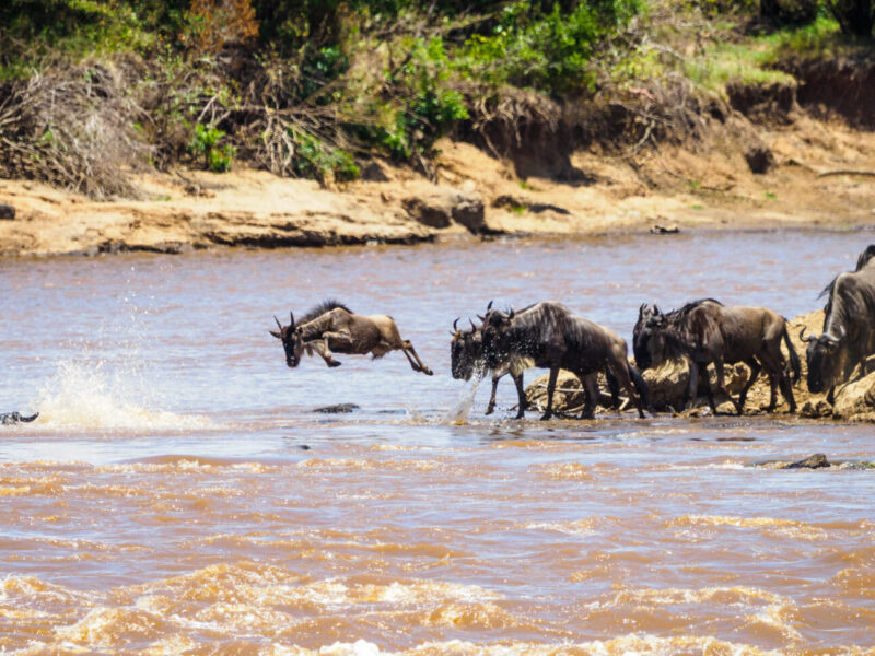 5-Day Maasai Mara Great Migration Safari