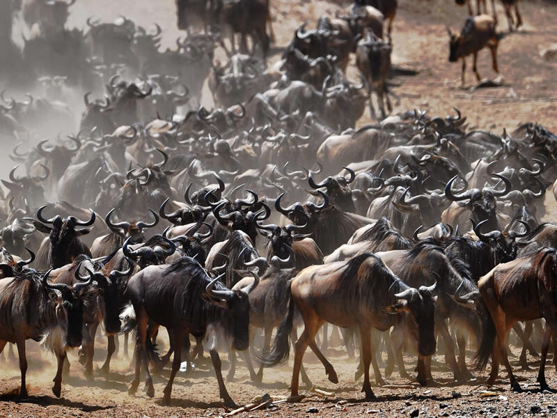 The Great Rift Explorer: A 14-Day East Africa Safari