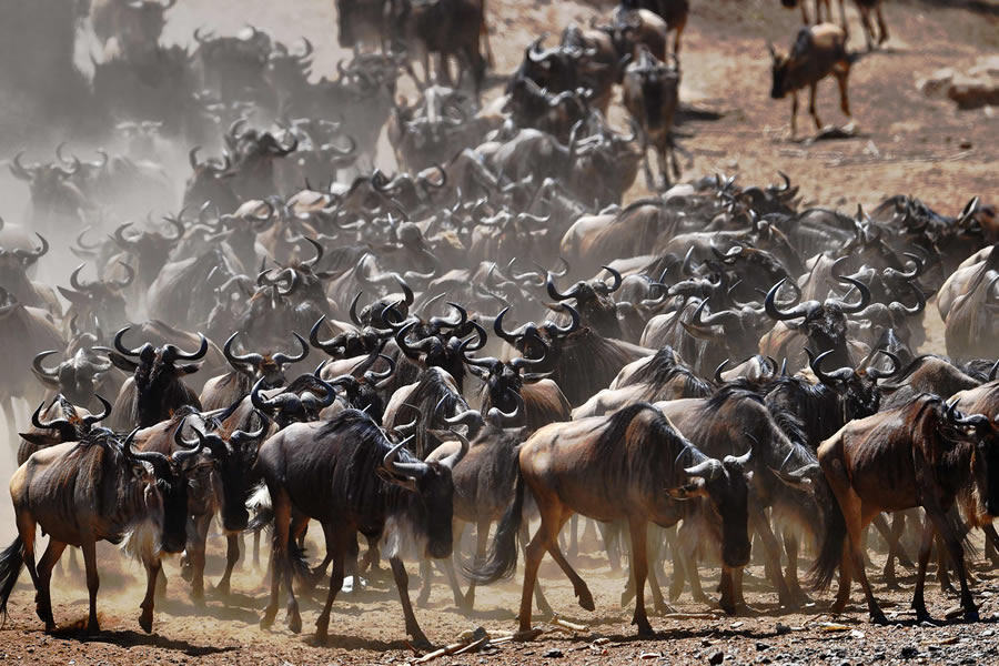 The Great Rift Explorer: A 14-Day East Africa Safari