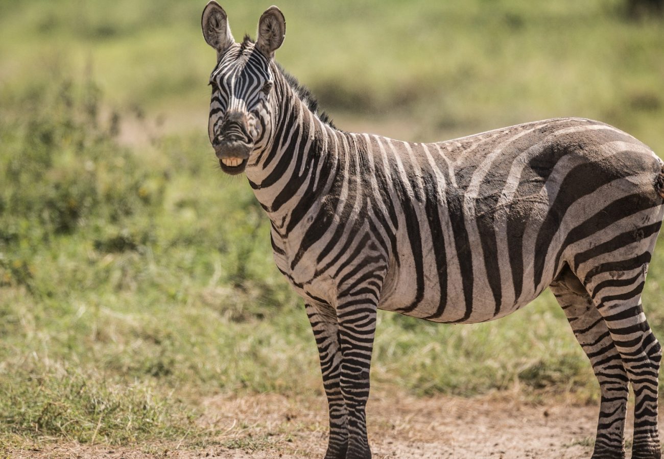 Zebras of Lake Mburo: Uganda’s Most Reliable Place to See Them