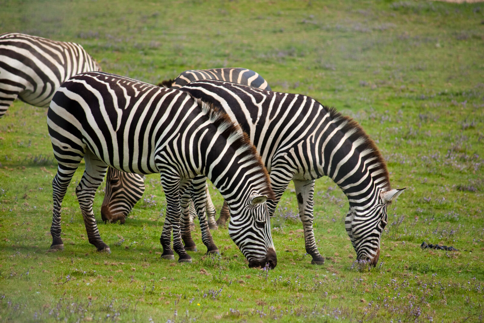 Walking Safari in Lake Mburo: Uganda’s Best Bush Walk Destination