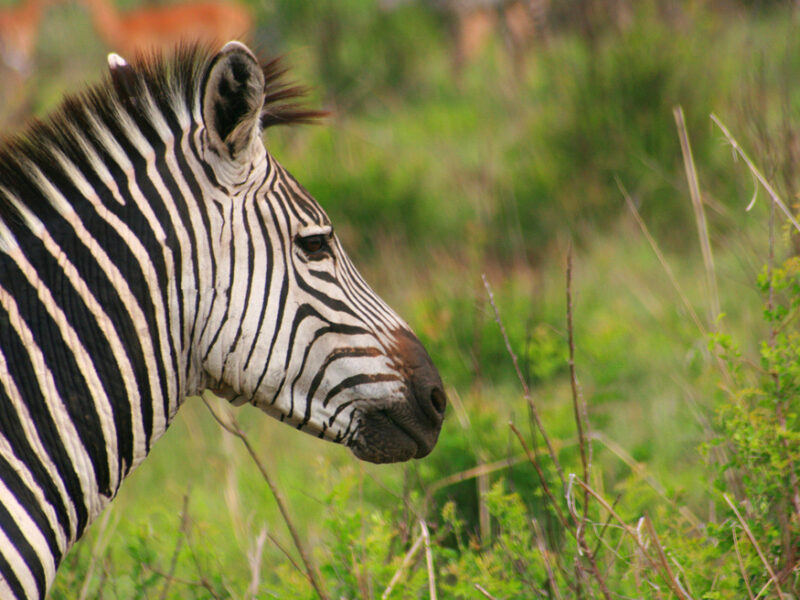 Southern Tanzania Safari: Ruaha and Selous Game Reserve