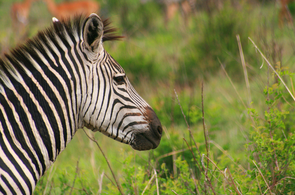 Southern Tanzania Safari: Ruaha and Selous Game Reserve