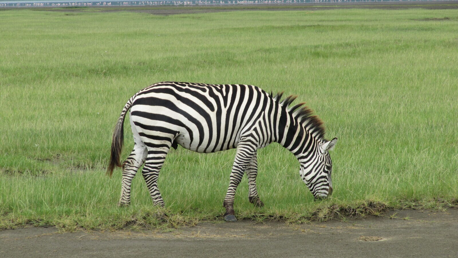 Lake Nakuru Flamingo and Rhino Sanctuary Safari