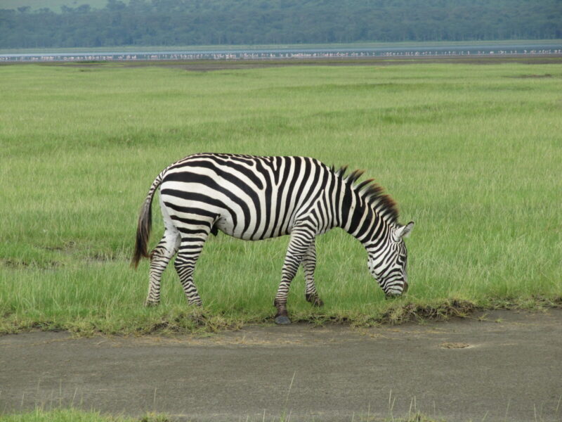 Lake Nakuru Flamingo and Rhino Sanctuary Safari