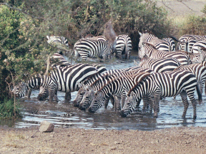 Serengeti and Zanzibar Honeymoon Safari