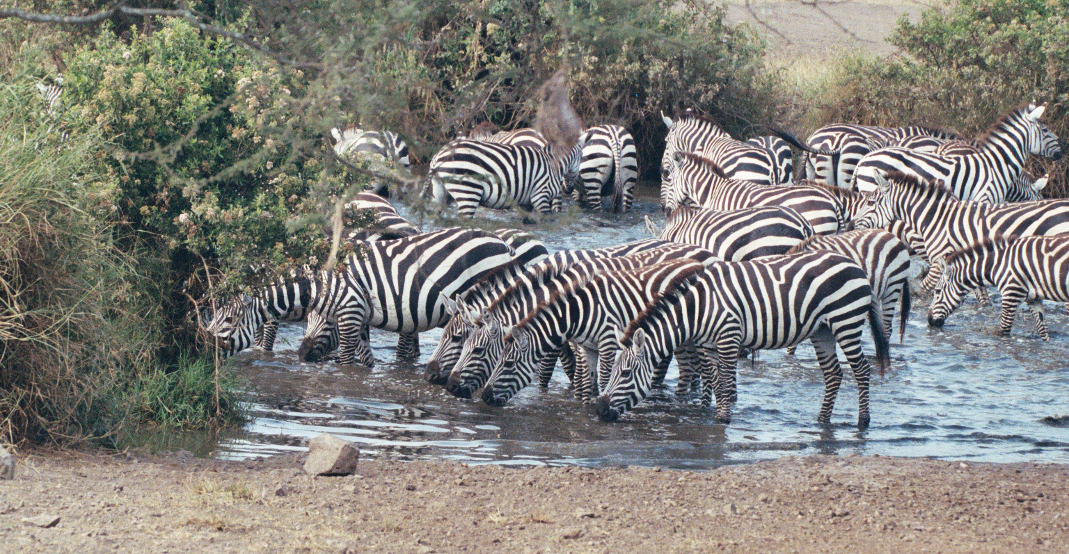 Serengeti and Zanzibar Honeymoon Safari