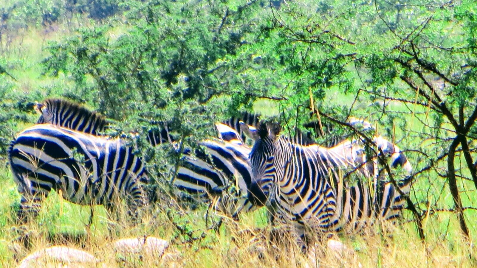7-Day Akagera and Nyungwe Combined Safari, Rwanda