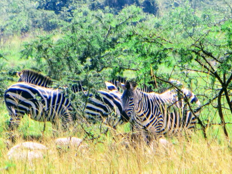7-Day Akagera and Nyungwe Combined Safari, Rwanda