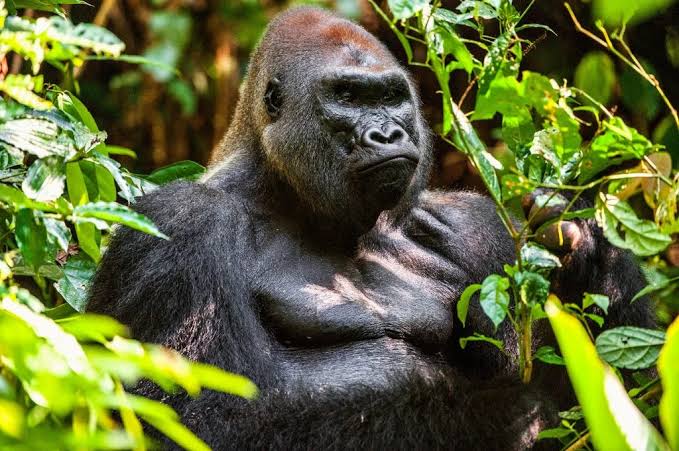 Congo Rwanda Uganda ultimate tri-country gorilla safari through forests and wildlife landscapes