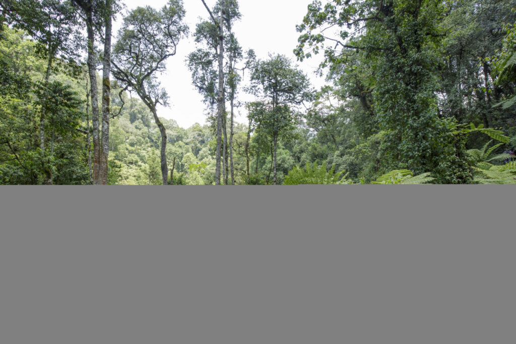 Bwindi Impenetrable National Park rainforest landscape