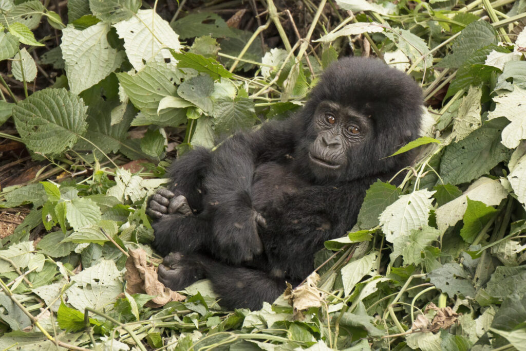 Young mountain gorilla, Mubare Group, Buhoma sector, Bwindi Impenetrable National Park