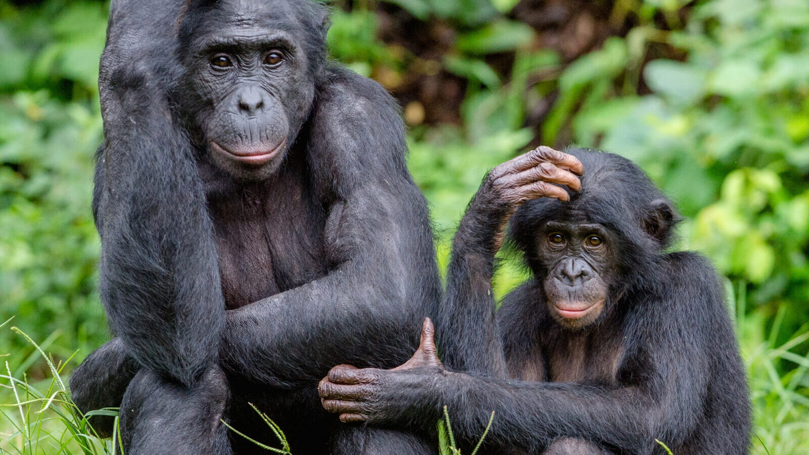 7-Day Uganda Explorer: Bwindi, Queen Elizabeth and Kibale