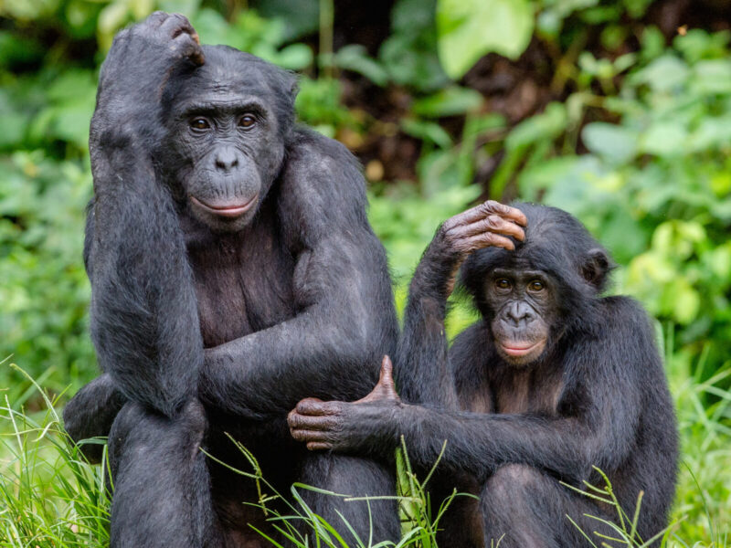 7-Day Uganda Explorer: Bwindi, Queen Elizabeth and Kibale