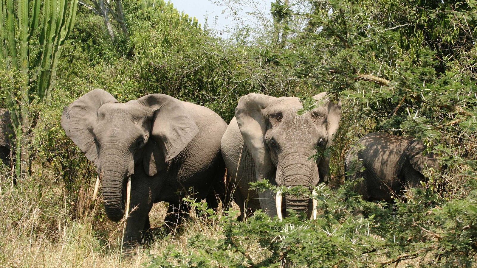Uganda Big Five and Primates Combined Safari