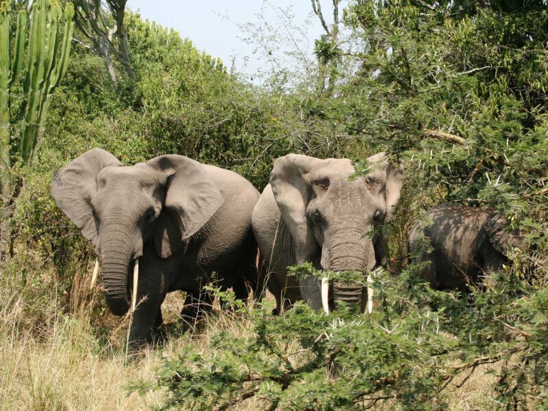 Uganda Big Five and Primates Combined Safari