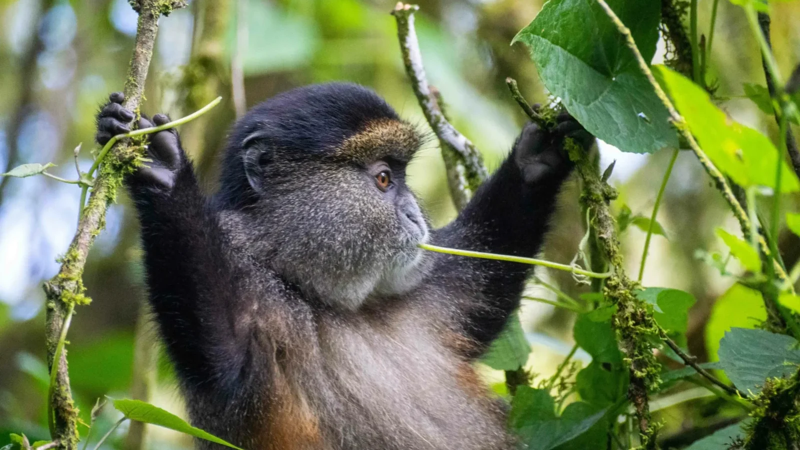 7-Day Rwanda Grand Safari: Gorillas, Golden Monkeys and Akagera