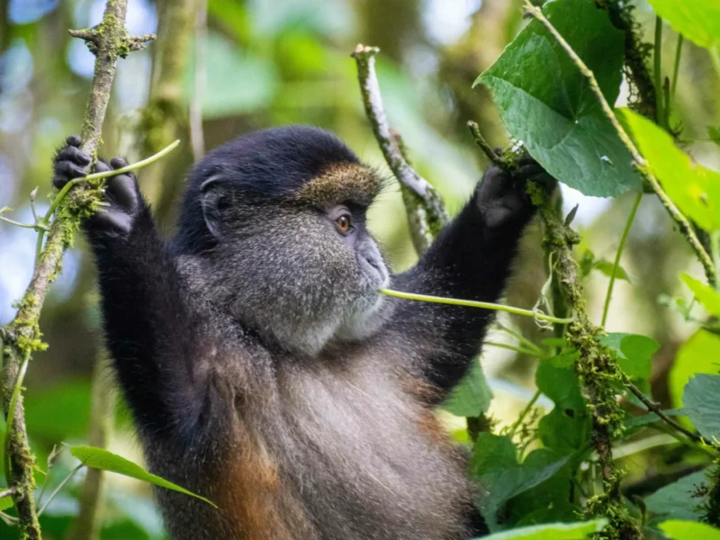 7-Day Rwanda Grand Safari: Gorillas, Golden Monkeys and Akagera