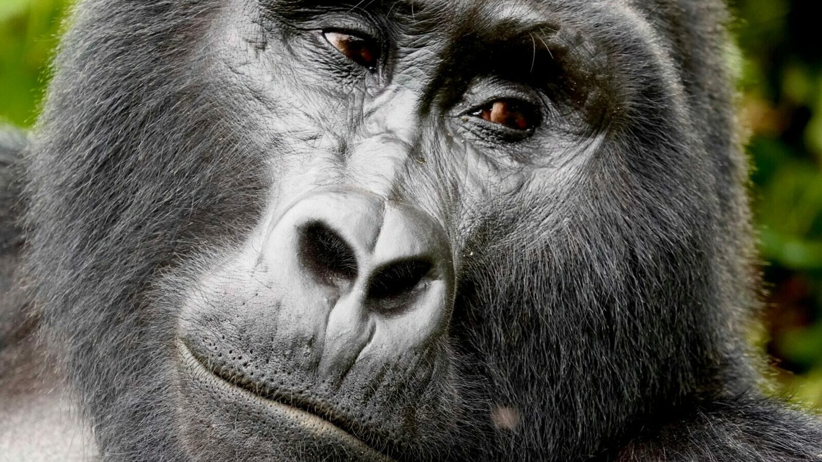 4-Day Uganda Gorilla Trekking Short Break
