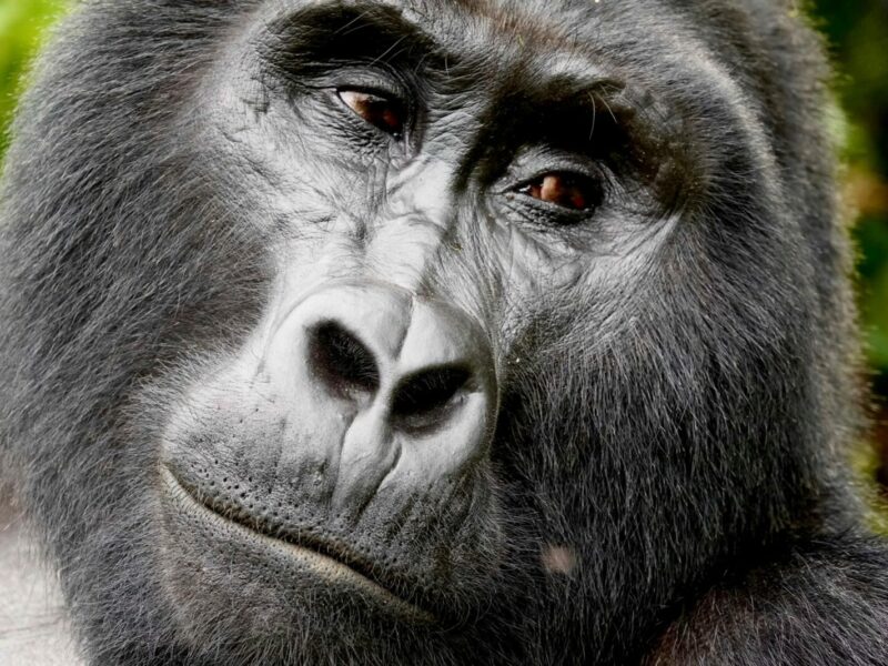 4-Day Uganda Gorilla Trekking Short Break