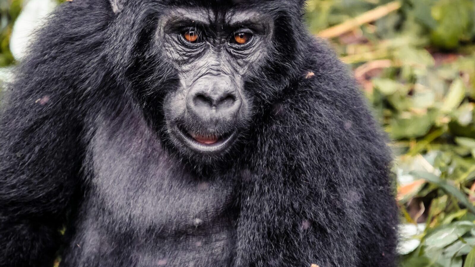 8-Day Uganda Primate Safari: Gorillas and Chimpanzees