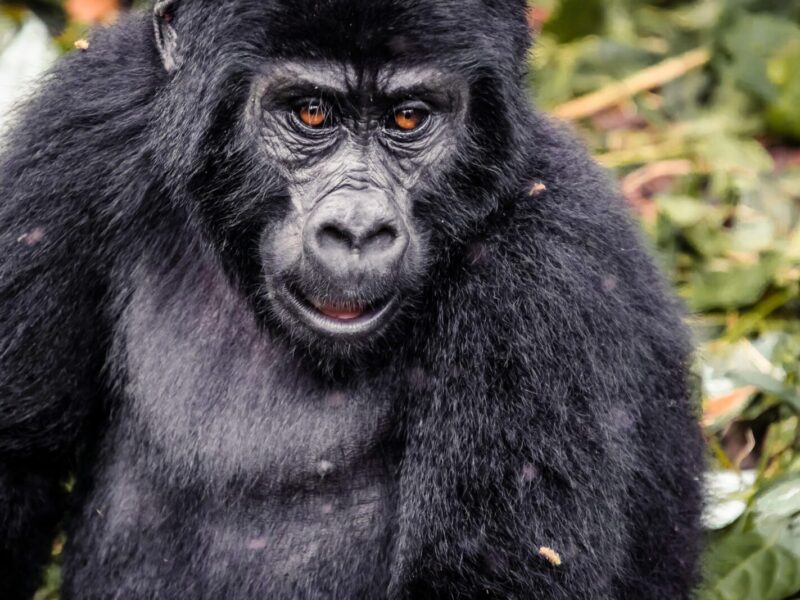 8-Day Uganda Primate Safari: Gorillas and Chimpanzees
