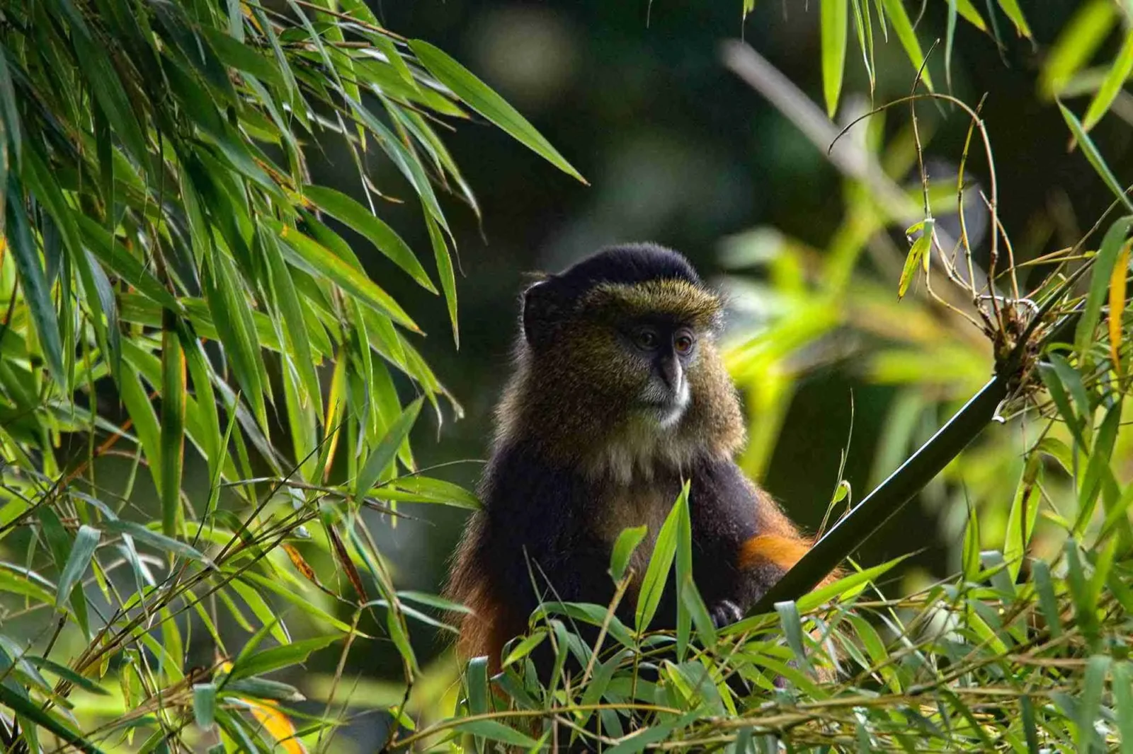 golden_monkey_mgahinga
