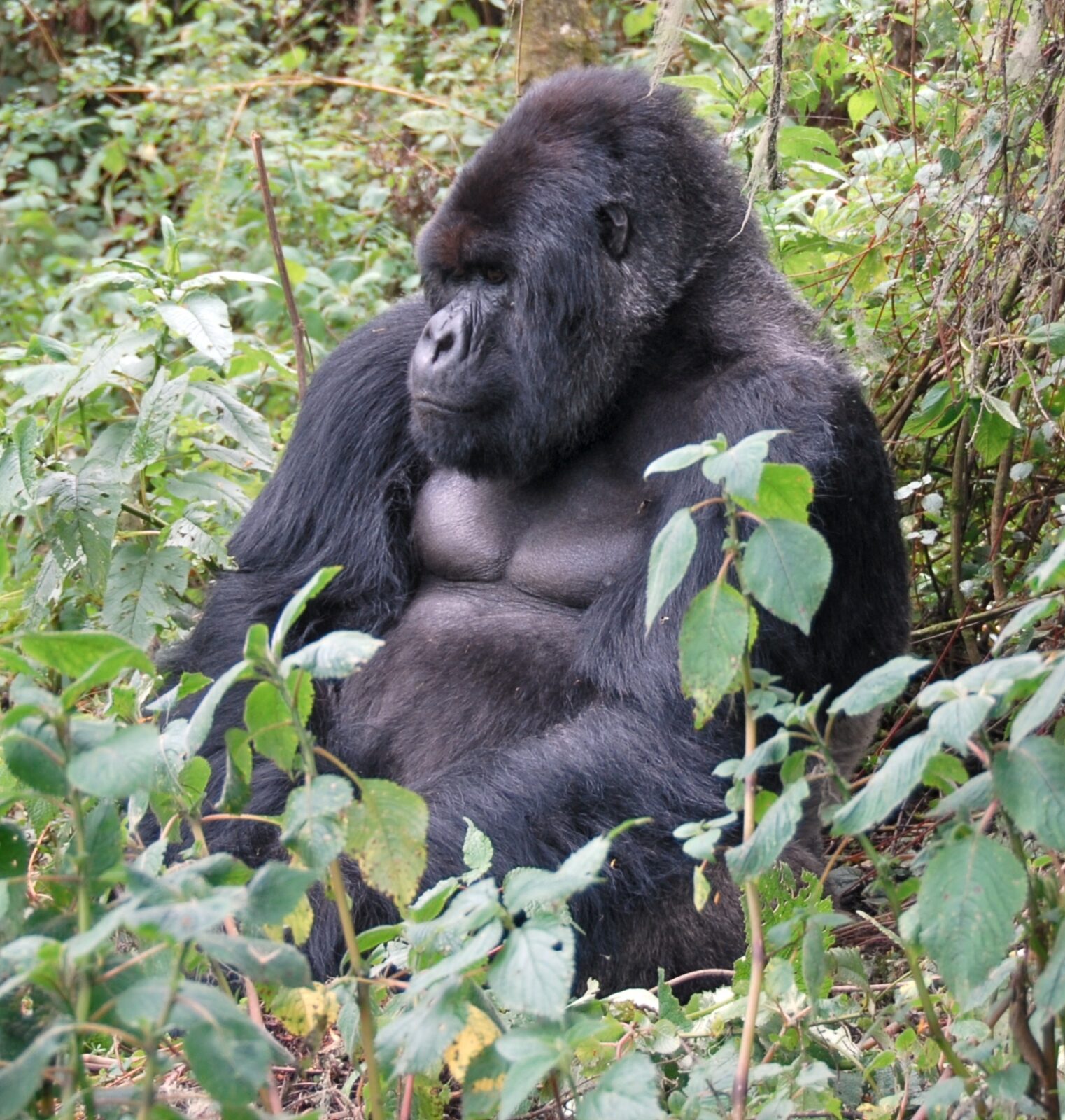 Boda-Bodas in Queen Elizabeth National Park