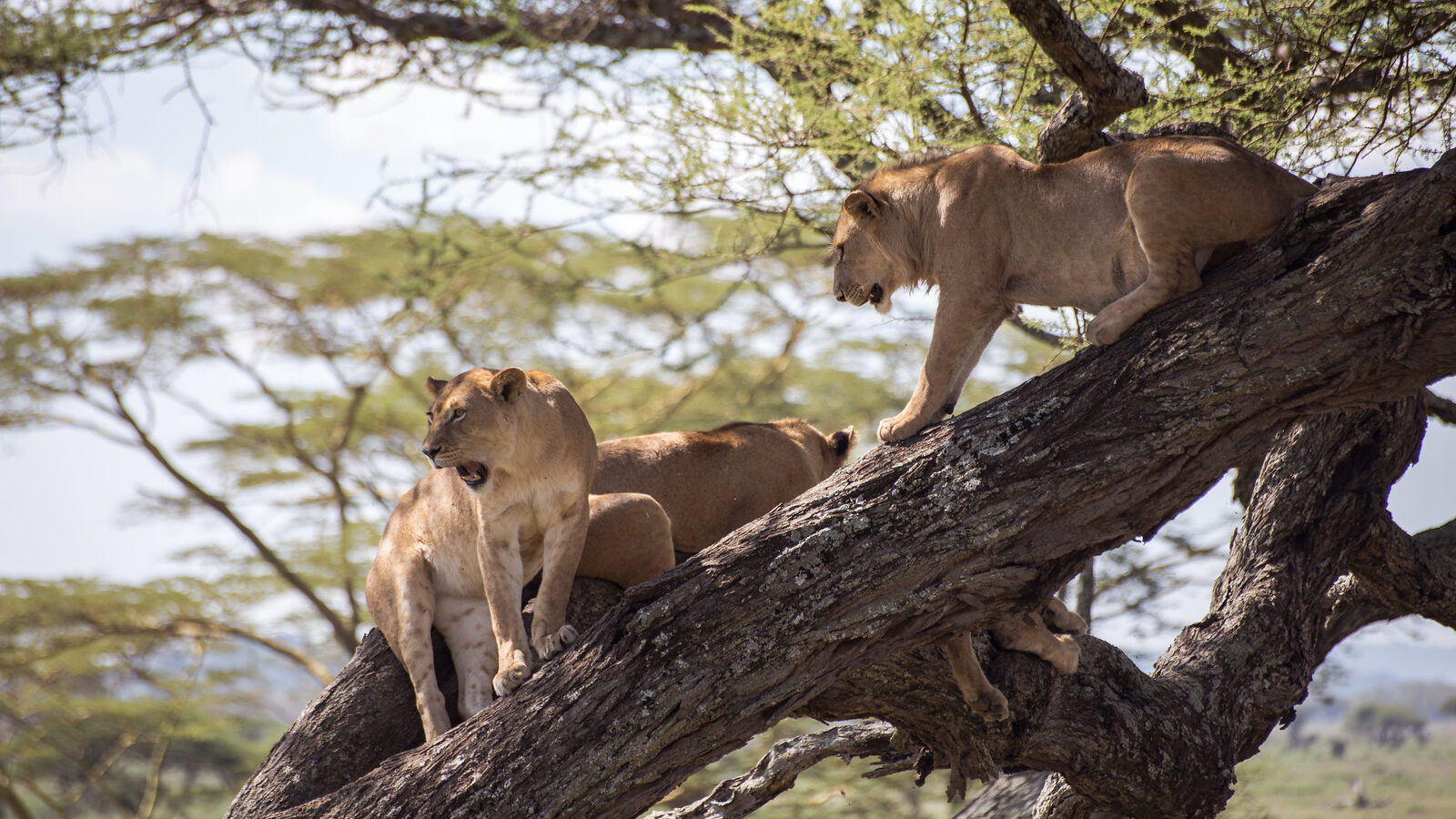 7-Day Uganda Gorilla and Wildlife Safari