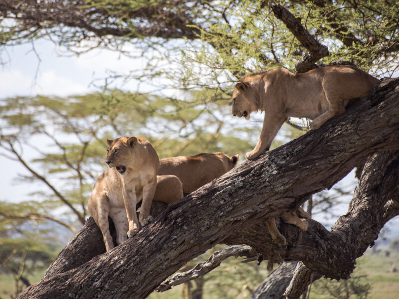 7-Day Uganda Gorilla and Wildlife Safari