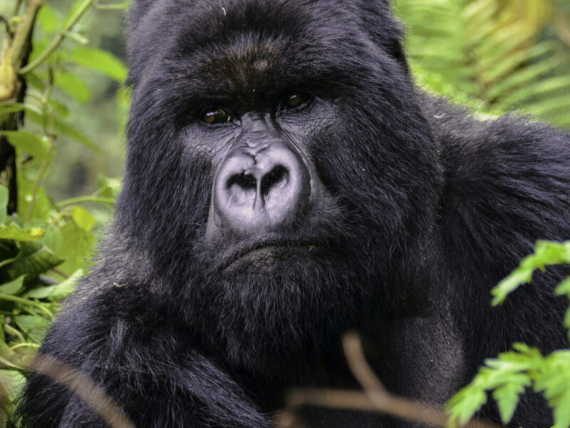 Queen Elizabeth National Park Game Drive and Kazinga Channel Safari