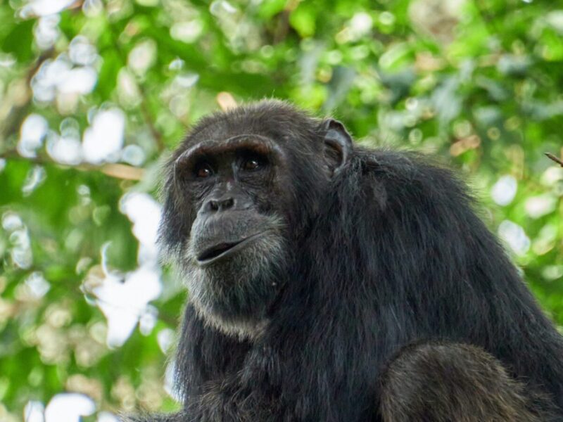 7-Day Uganda Waterfalls and Wildlife Safari