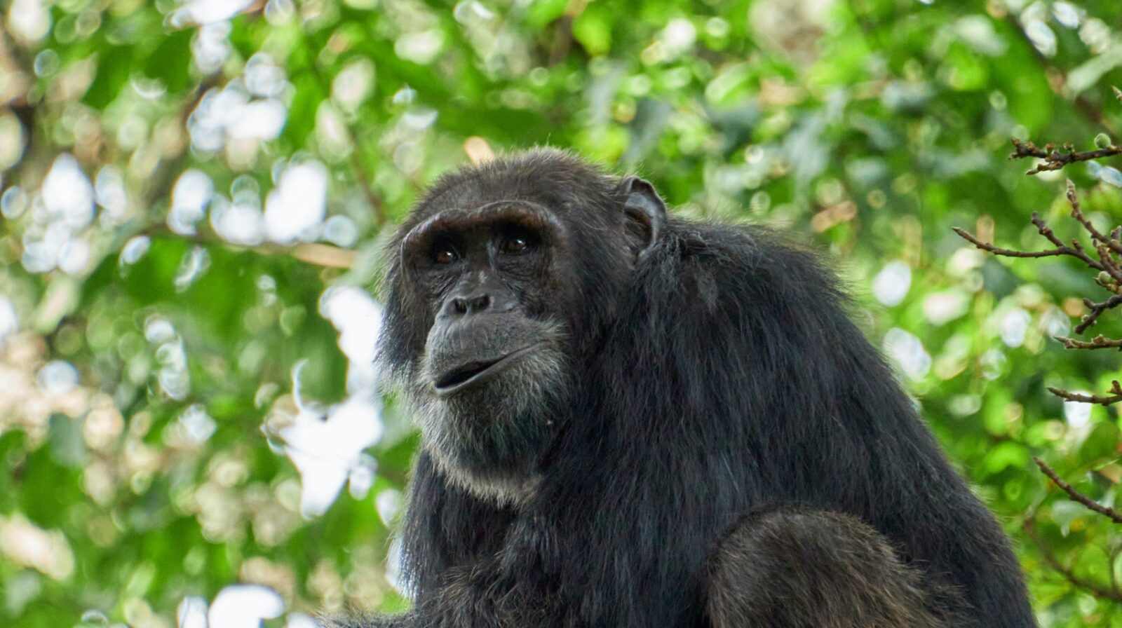 7-Day Uganda Waterfalls and Wildlife Safari
