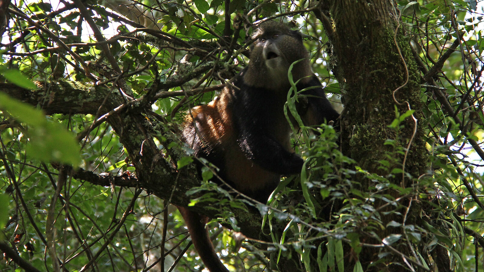 4-Day Rwanda Gorilla and Golden Monkey Safari