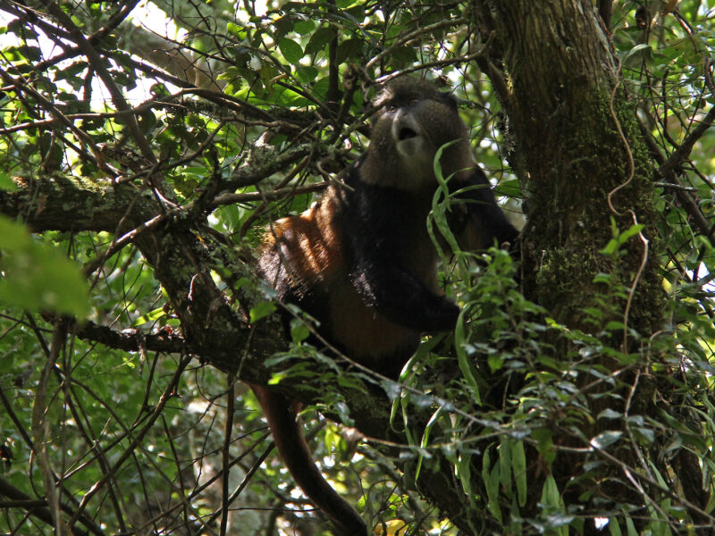 4-Day Rwanda Gorilla and Golden Monkey Safari