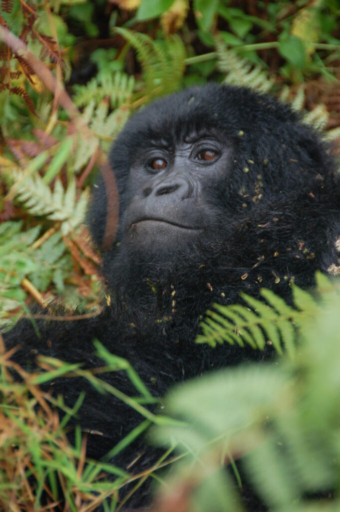 Mountain gorilla in Mgahinga Gorilla National Park, Uganda