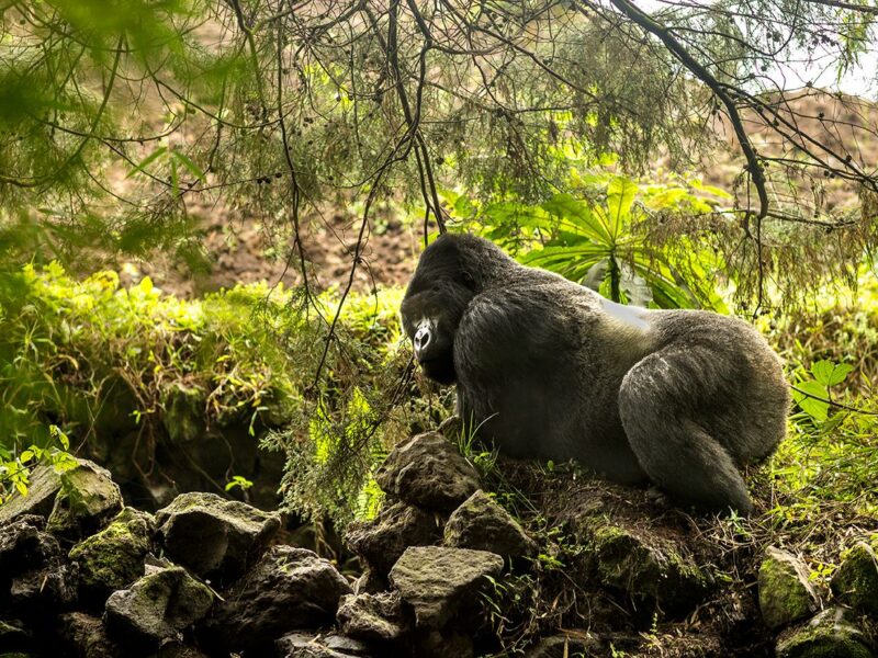 5-Day Rwanda Gorilla Trekking Safari, Volcanoes National Park