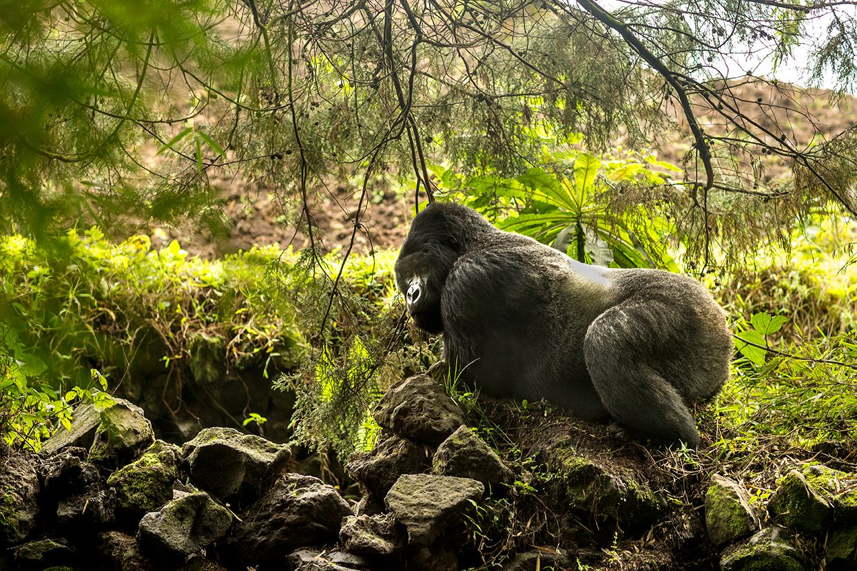 5-Day Rwanda Gorilla Trekking Safari, Volcanoes National Park