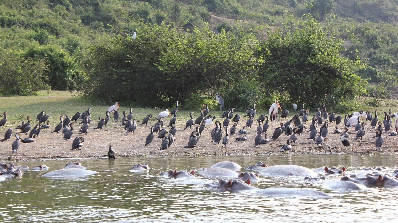6-Day Uganda Highlights: Bwindi, Queen Elizabeth and Kibale