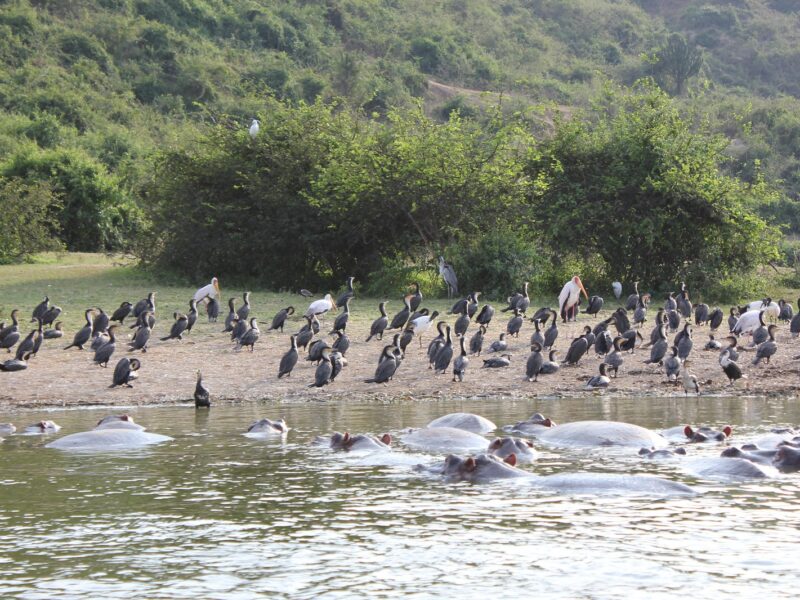 6-Day Uganda Highlights: Bwindi, Queen Elizabeth and Kibale