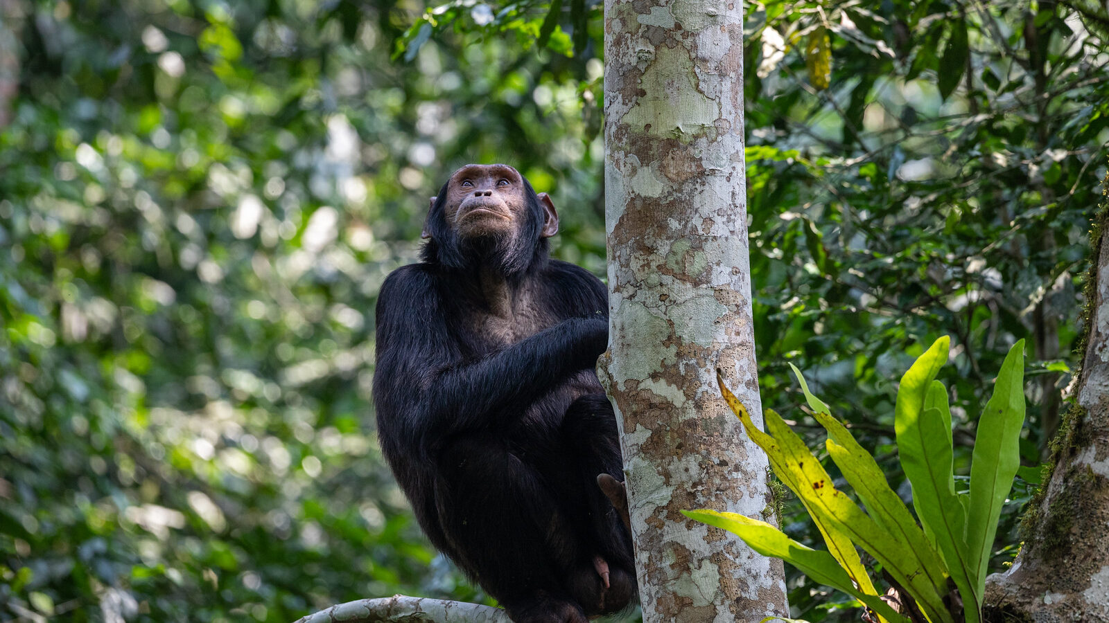 8-Day Uganda Parks and Primates Package