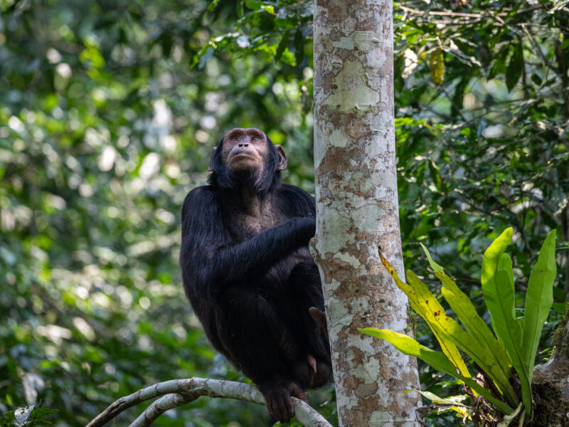 8-Day Uganda Parks and Primates Package