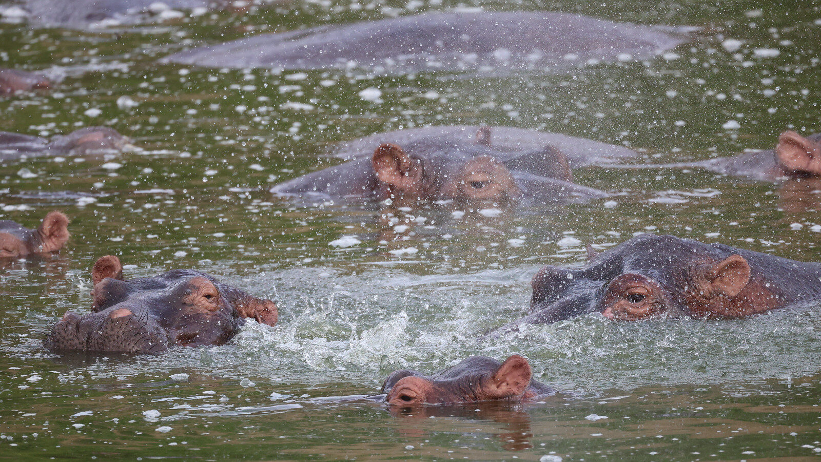 10-Day Uganda Grand Safari: Gorillas, Chimps and the Big Five