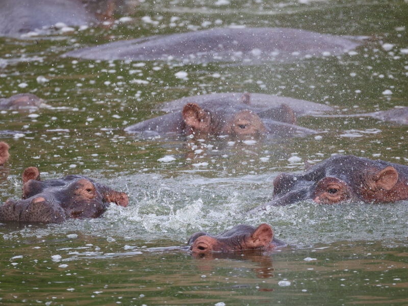 10-Day Uganda Grand Safari: Gorillas, Chimps and the Big Five
